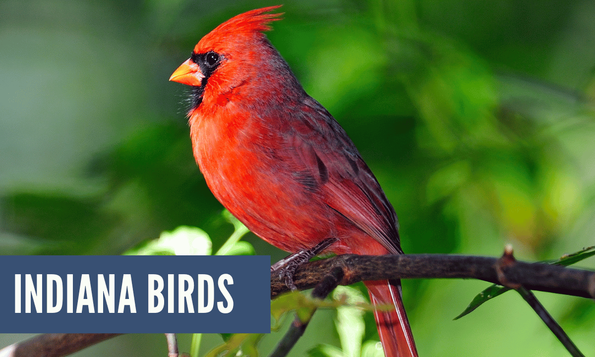 Birds and Indiana