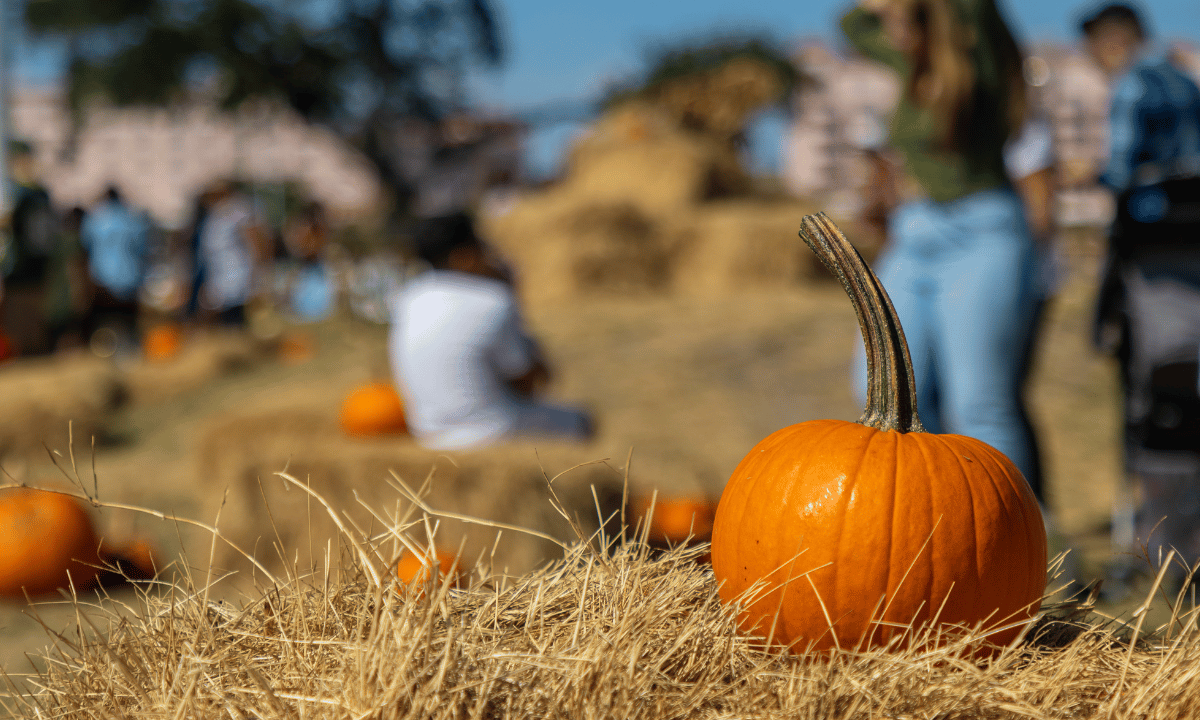 From Apples to Zombies and Everything In Between