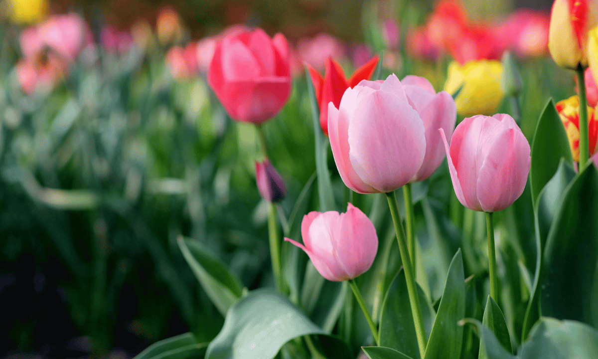 What’s Blooming in Indianapolis