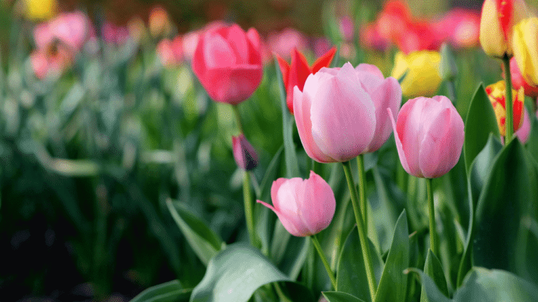 What’s Blooming in Indianapolis
