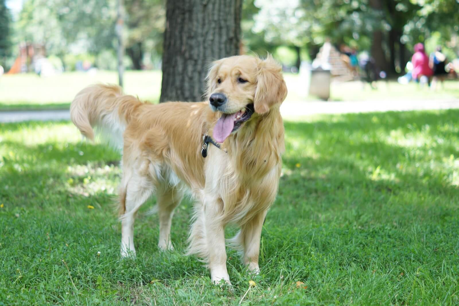 Pet Friendly Areas
