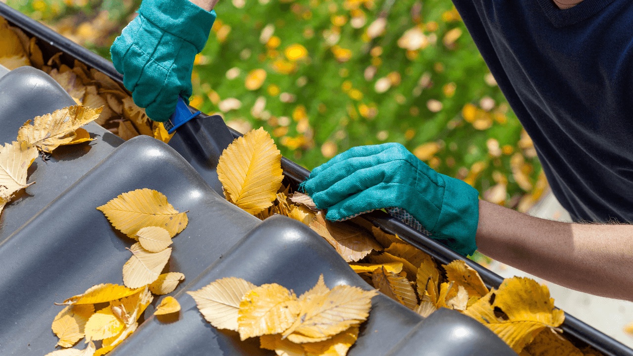 Gloved hands clearing yellow autumn leaves out of a roof gutter